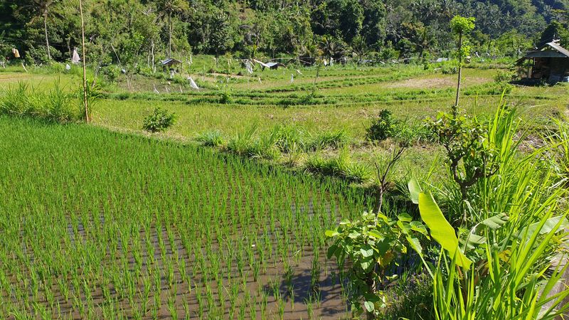 1-er-aout-des-rizieres-de-babi-aux-bains-royaux-de-tirtagangga_2