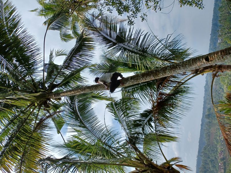 les-rizieres-de-belimbing_5