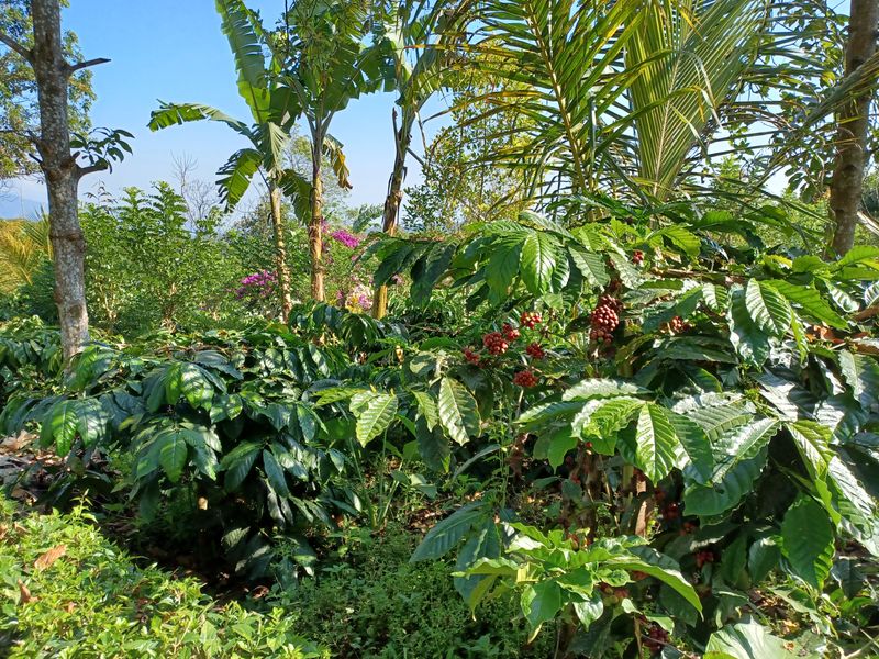 25-juillet-les-rizieres-de-pujungan-a-munduk_9