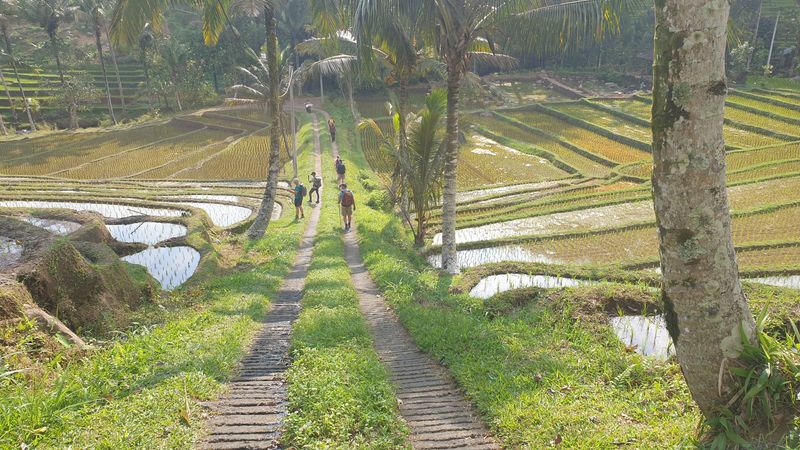 les-rizieres-de-belimbing_9