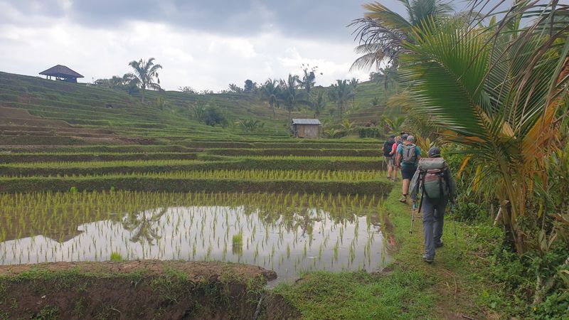 les-rizieres-de-belimbing_11
