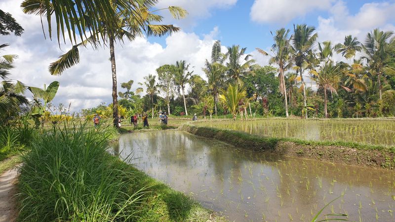 les-rizieres-de-sebatu_12