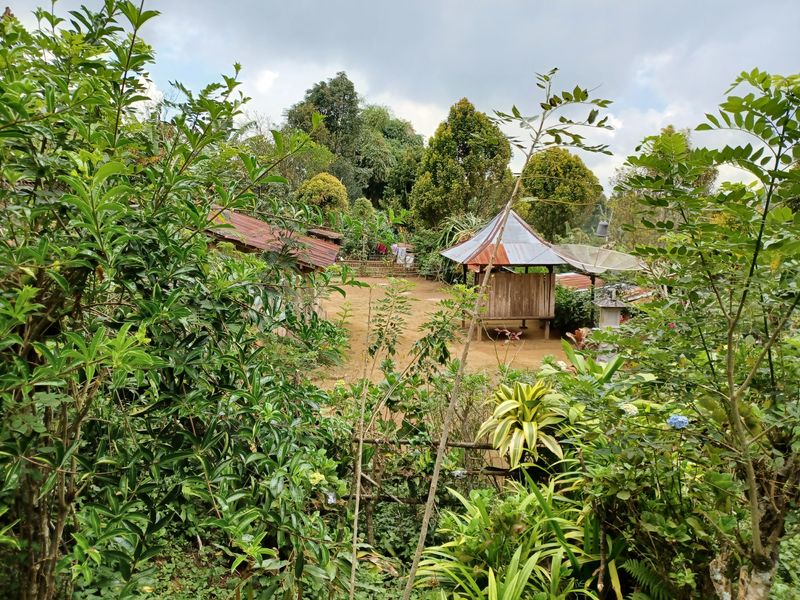 25-juillet-les-rizieres-de-pujungan-a-munduk