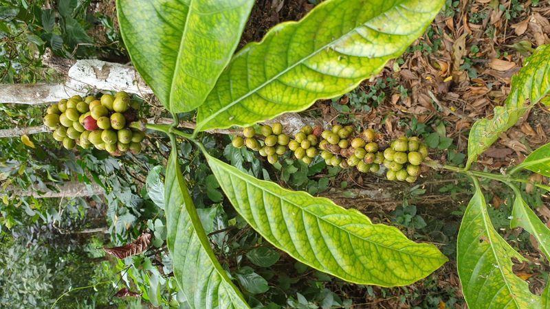 25-juillet-les-rizieres-de-pujungan-a-munduk_9