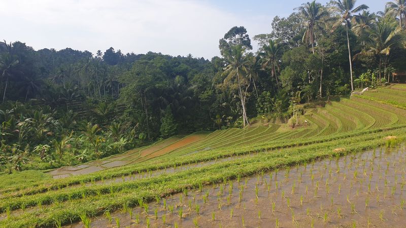 les-rizieres-de-belimbing_2