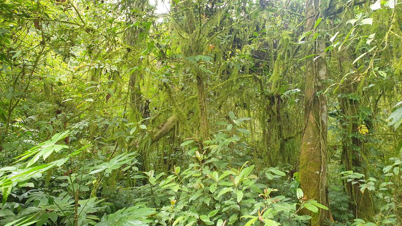 la-foret-tropicale_4