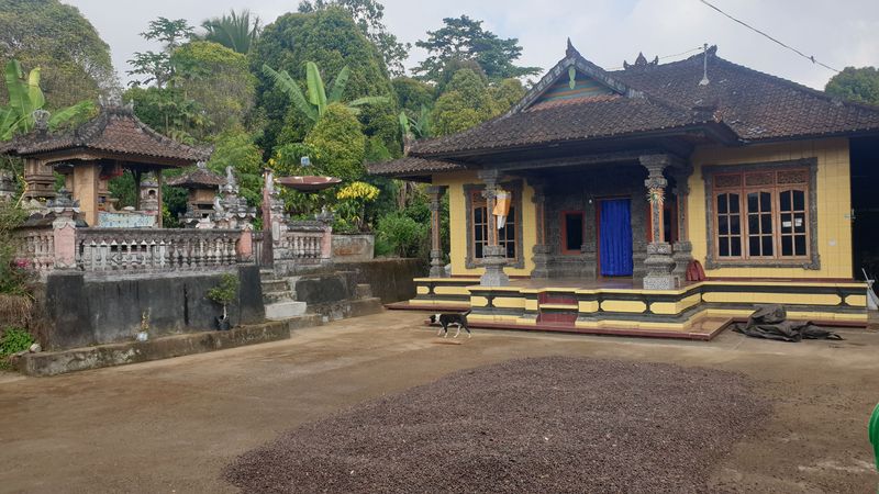 25-juillet-les-rizieres-de-pujungan-a-munduk_5