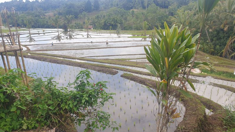 les-rizieres-de-belimbing_7