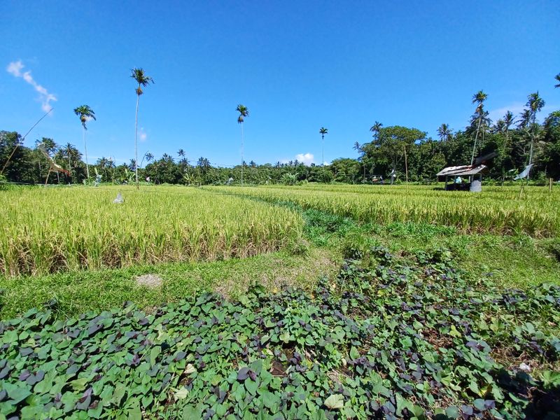 1-er-aout-des-rizieres-de-babi-aux-bains-royaux-de-tirtagangga_18