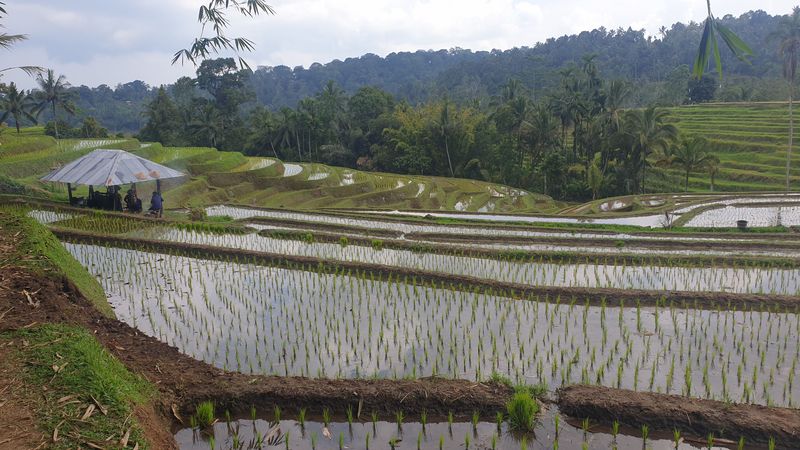 les-rizieres-de-belimbing_27