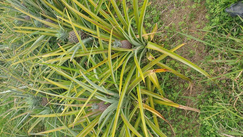 la-fin-du-parcours_4