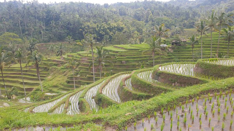 les-rizieres-de-belimbing_30