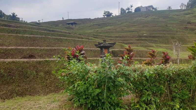 les-rizieres-de-belimbing_12