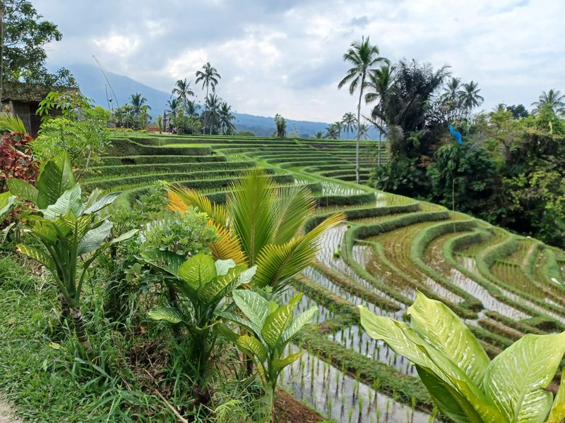 les-rizieres-de-belimbing_5