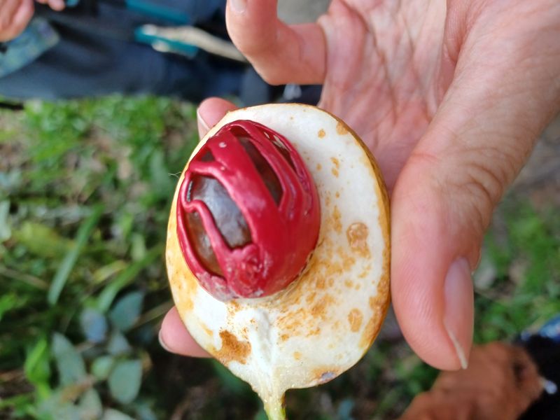 les-rizieres-de-belimbing